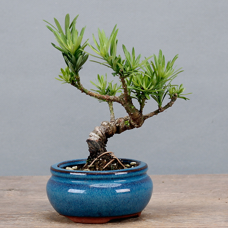 南通雀舌罗汉松微型小品盆景盆栽品种纯正一物一拍 办公室绿植 黑色