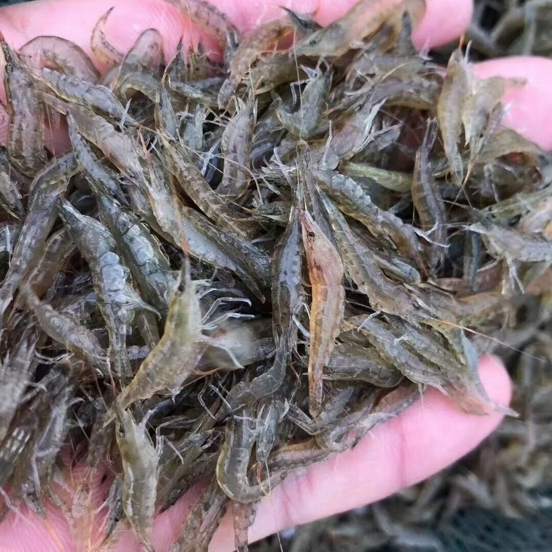 榮鬱小河蝦鮮活河蝦苗淡水養殖觀賞魚缸裡養的小蝦苗除藻黑殼蝦水晶蝦