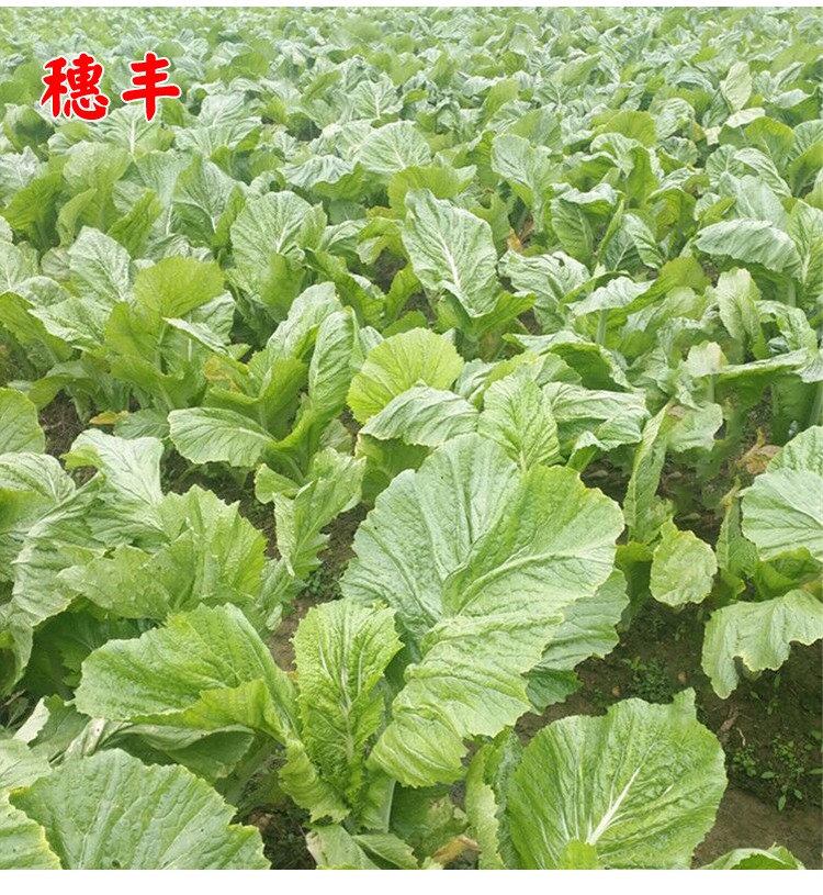 本地宽叶厚肉大叶芥菜籽四季秋农家菜园盆栽蔬菜种孑 客家甜竹芥10克