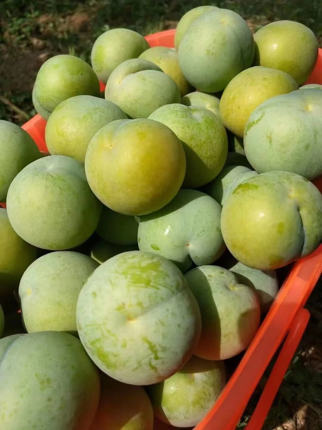 食艺鲜 四川脱骨李子 新鲜青脆李 汶川土李子应季孕妇水果 1斤 精选果