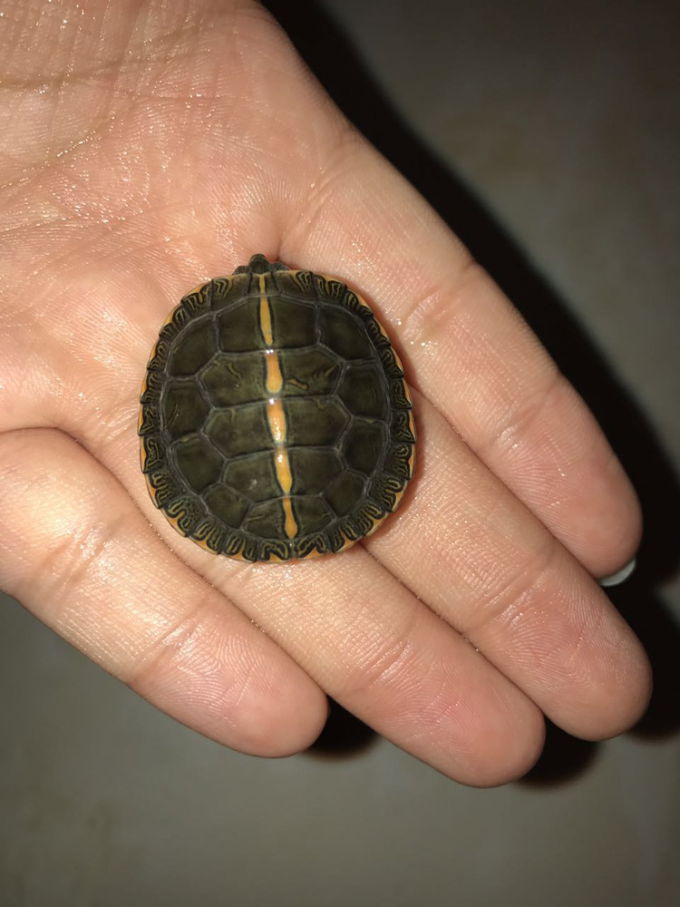 南部锦龟苗活体锦龟乌龟宠物西锦东锦观赏玩具活物南锦火焰冷深水 3厘