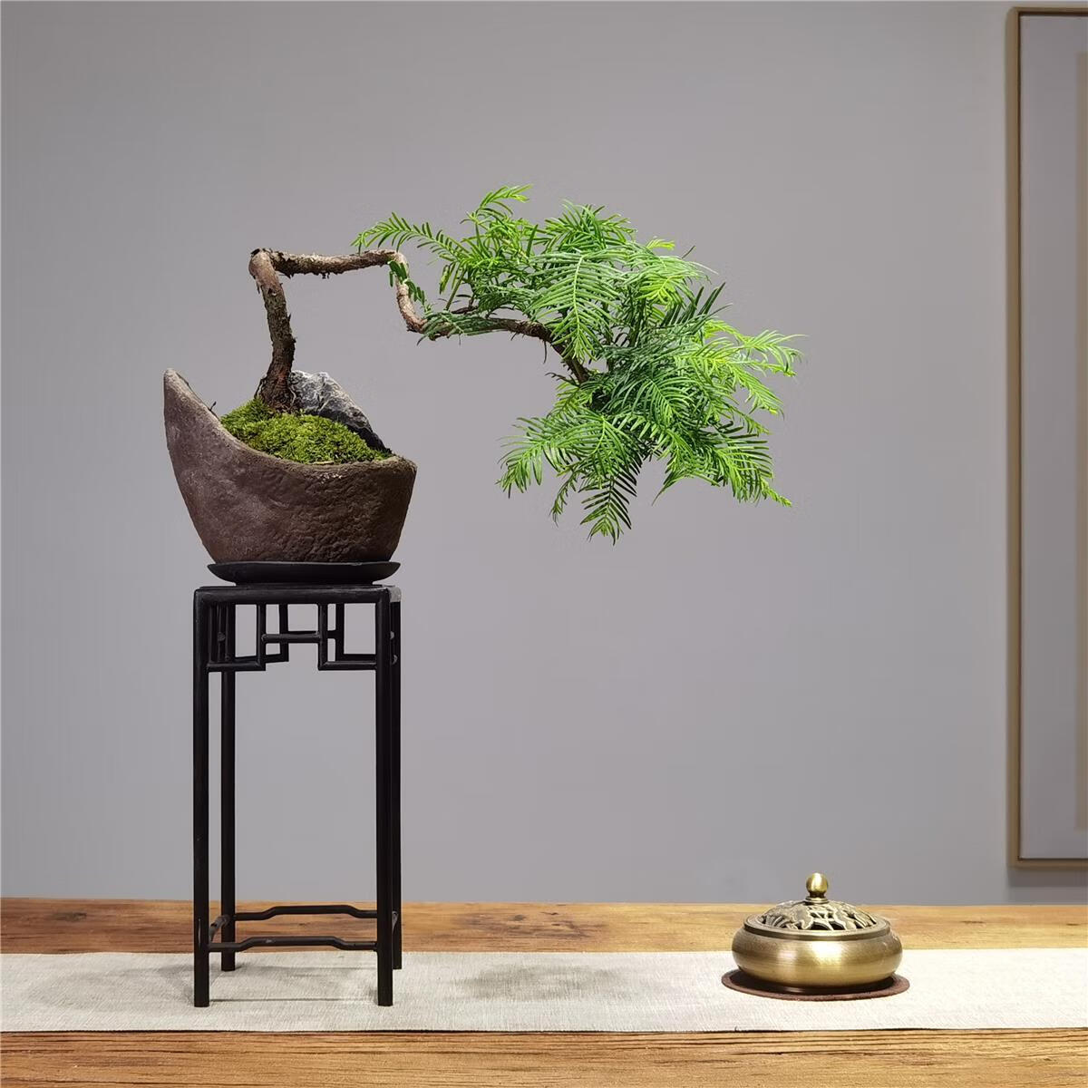 2022新款造型水杉盆景室内悬崖临水老桩绿植办公桌茶台茶几落羽杉真树