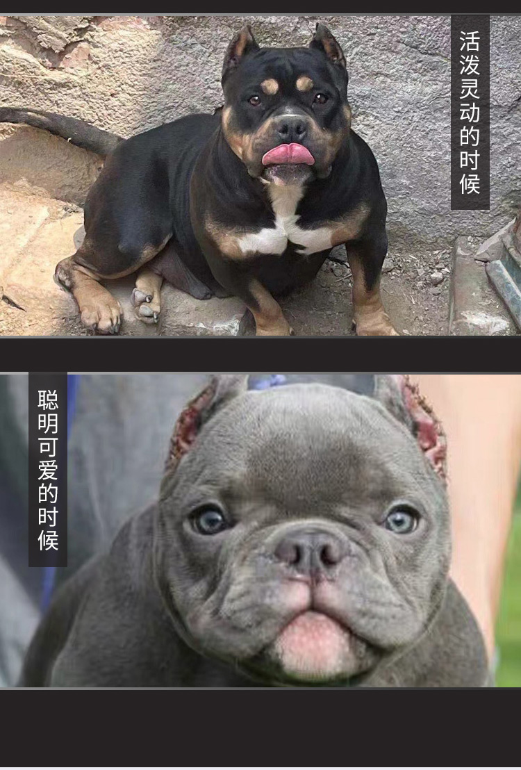 美國純種惡霸犬幼犬活體美國惡霸犬活體活狗純種寵物狗