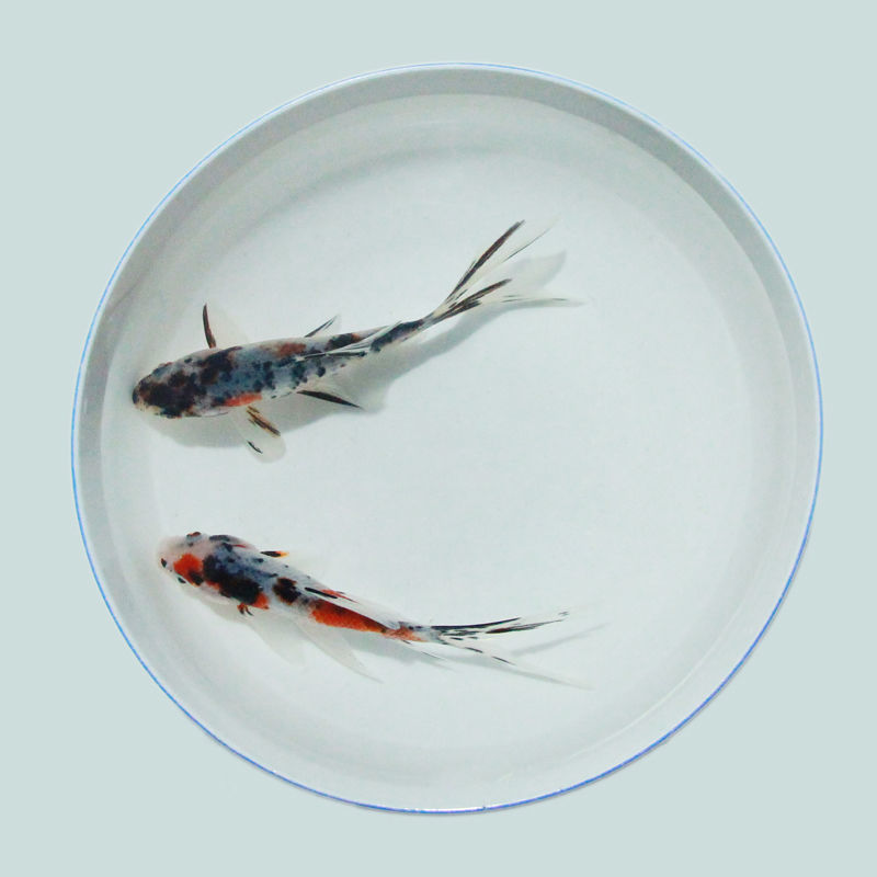 小鱼苗金鱼观赏鱼宠物草鱼活鱼冷水锦鲤耐活招财好养批发淡水鱼57cm草