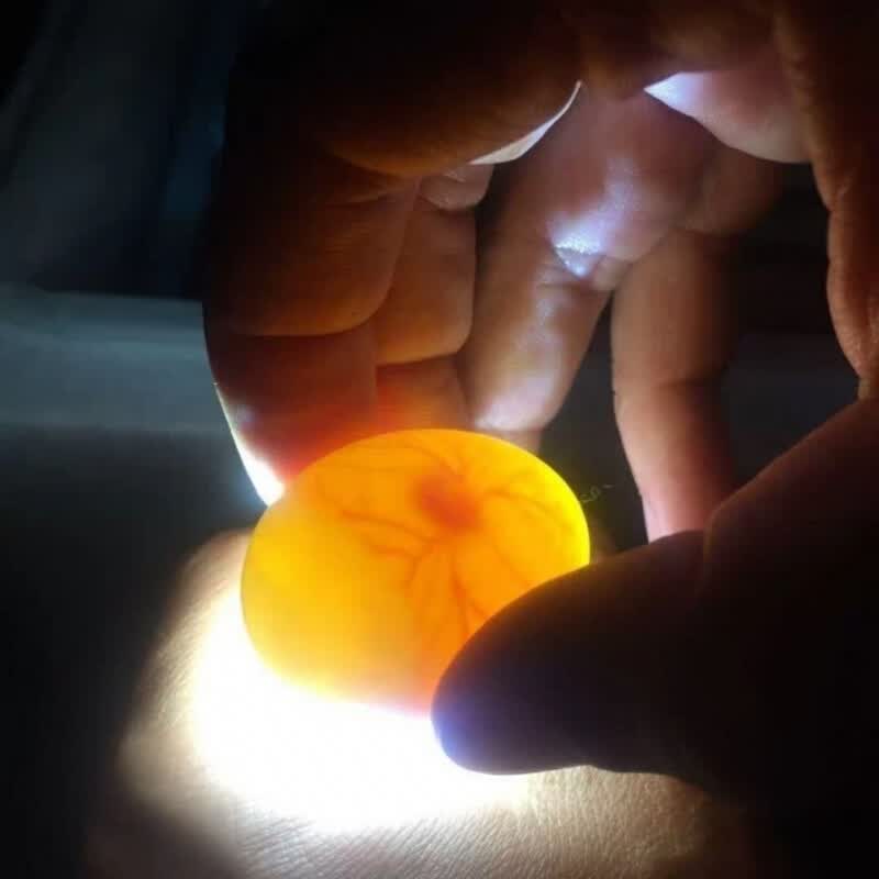 鸽子受精蛋白羽王种蛋可以孵化的鸽子蛋鸟蛋人工孵化破损包赔 信鸽