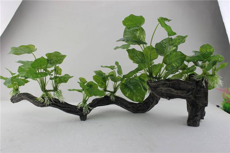 阴性水榕鱼缸沉木造景绑火山石迷你小水溶辣椒榕懒人新手无需 co2 小
