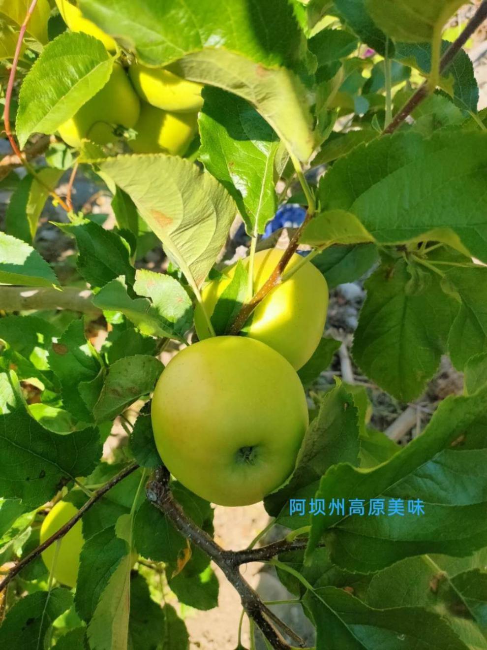 正宗阿坝州小金苹果 四川甘孜苹果小金县原生态青苹果9斤 酸甜脆浓香