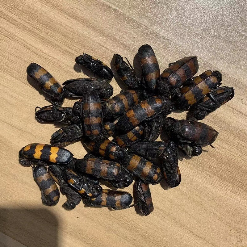 云南中药材斑蚝班虫毛蝥 毛虫 班虫斑猫花斑毛花壳虫大个10克中药材