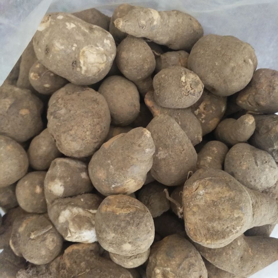 中药材 三叶青个 金线吊葫芦 云南三叶青 500g100g新货 500克【图片