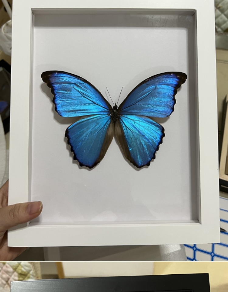 挂墙晶闪光明女神成品生日礼物家居摆件蝴蝶标本画框 爱神凤蝶【图片