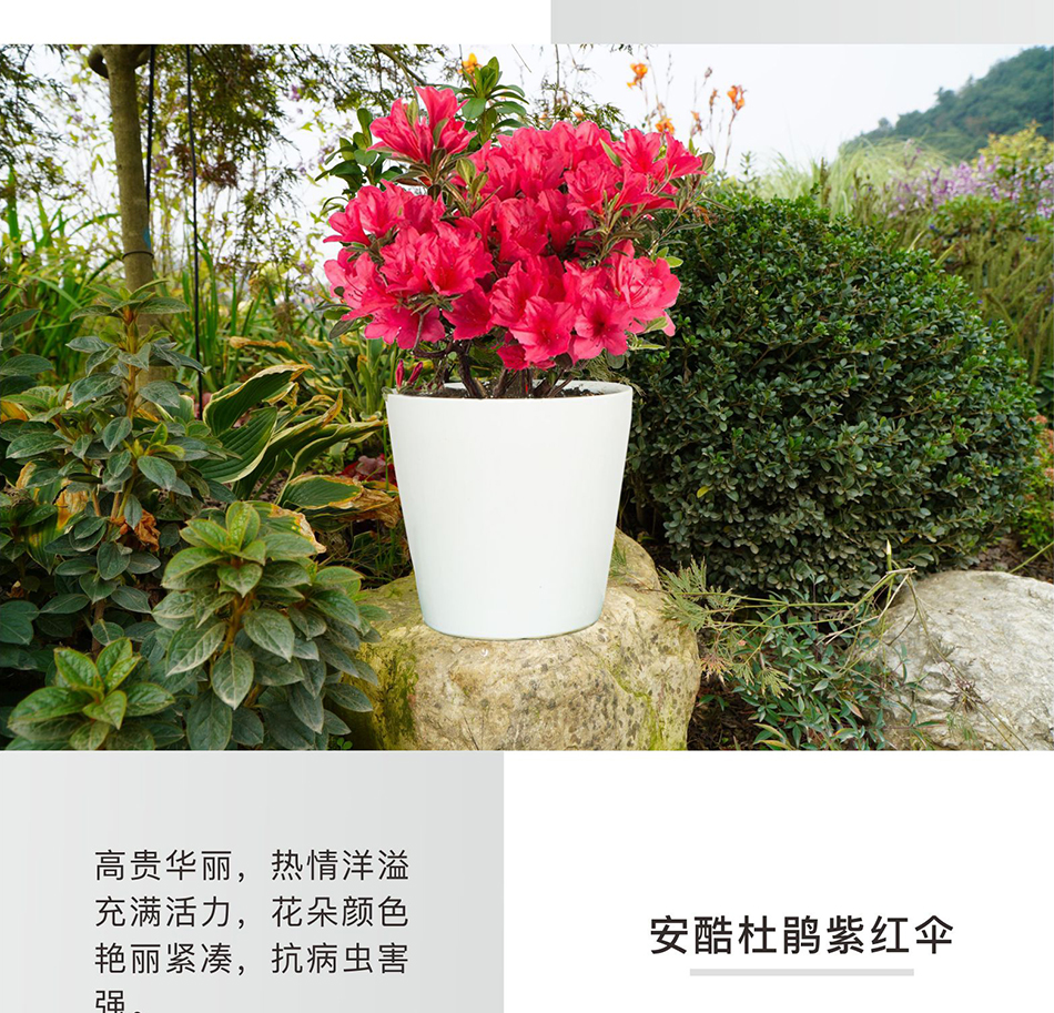华苗木云 安酷杜鹃花 五彩杜鹃绿植盆栽苗多季开花 花卉盆栽花园庭院