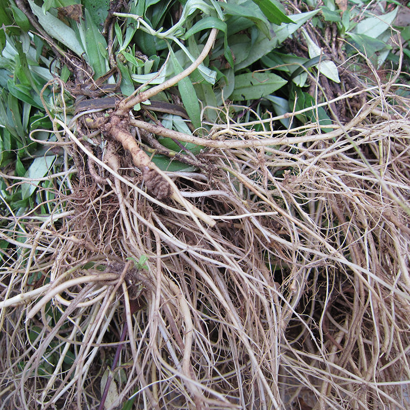 伟博云南材龙胆草 货 纯根 芦头小 苦胆草 山龙胆 500克【图片 价格