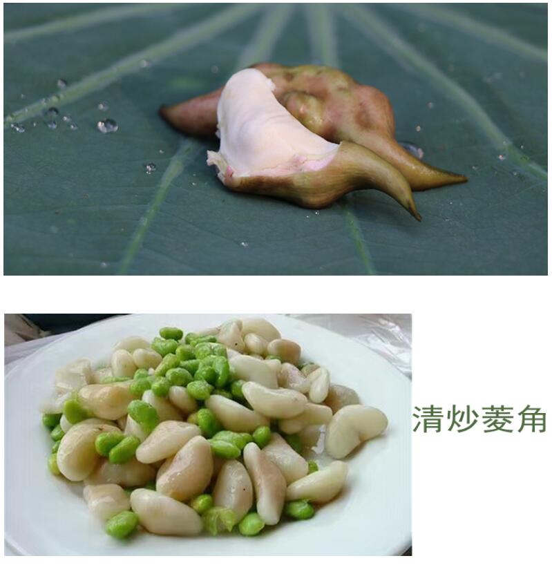 【顺丰】新鲜菱角 湖北洪湖棱角 荾角 菱果莲角果 4斤嫩菱角(生吃炒菜