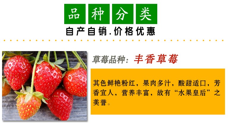 盆栽果树苗花卉苗批发