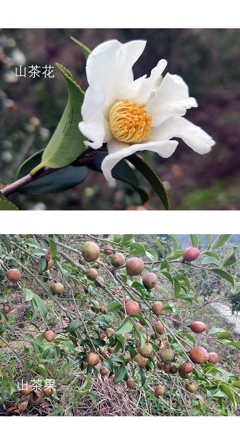 蜂后山茶枯饼茶麸茶籽饼粉茶粕洗发止痒防脂溢性脱发洗碗去油 体验装2