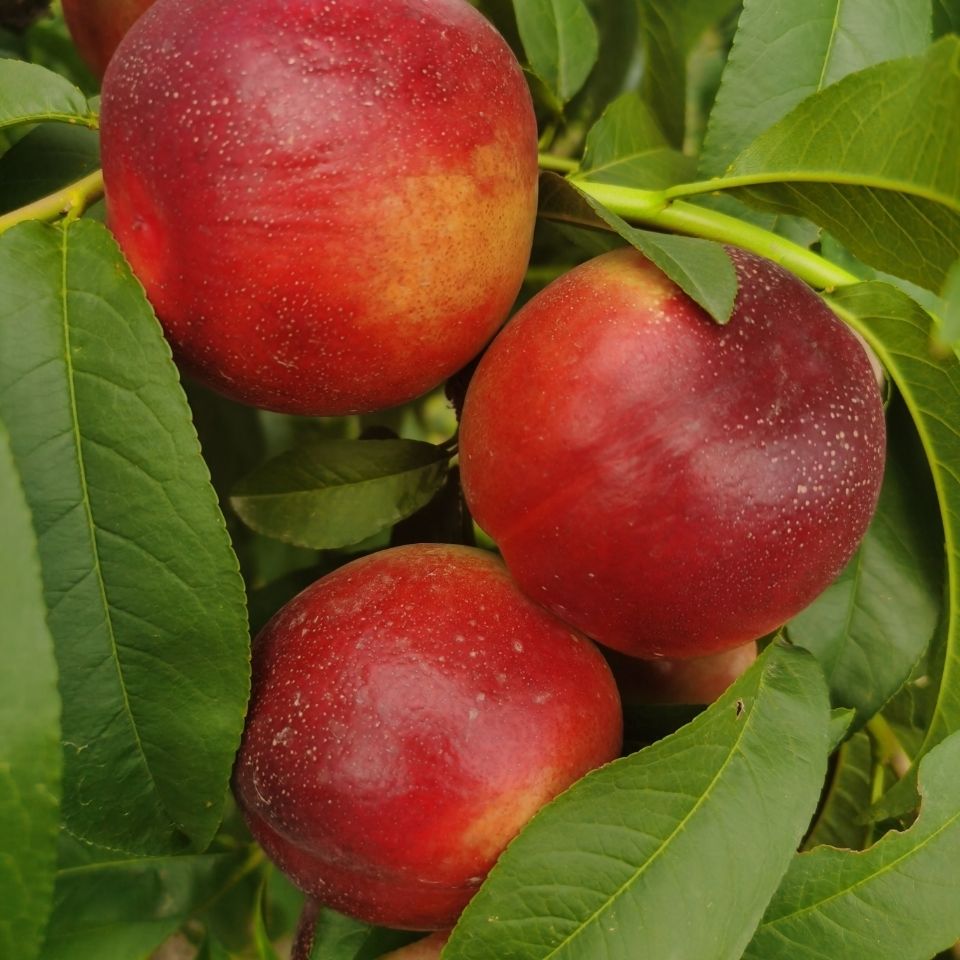 黄心油桃当季脆甜桃子现摘新鲜孕妇水果3-10斤整箱批发 1斤大果【出口