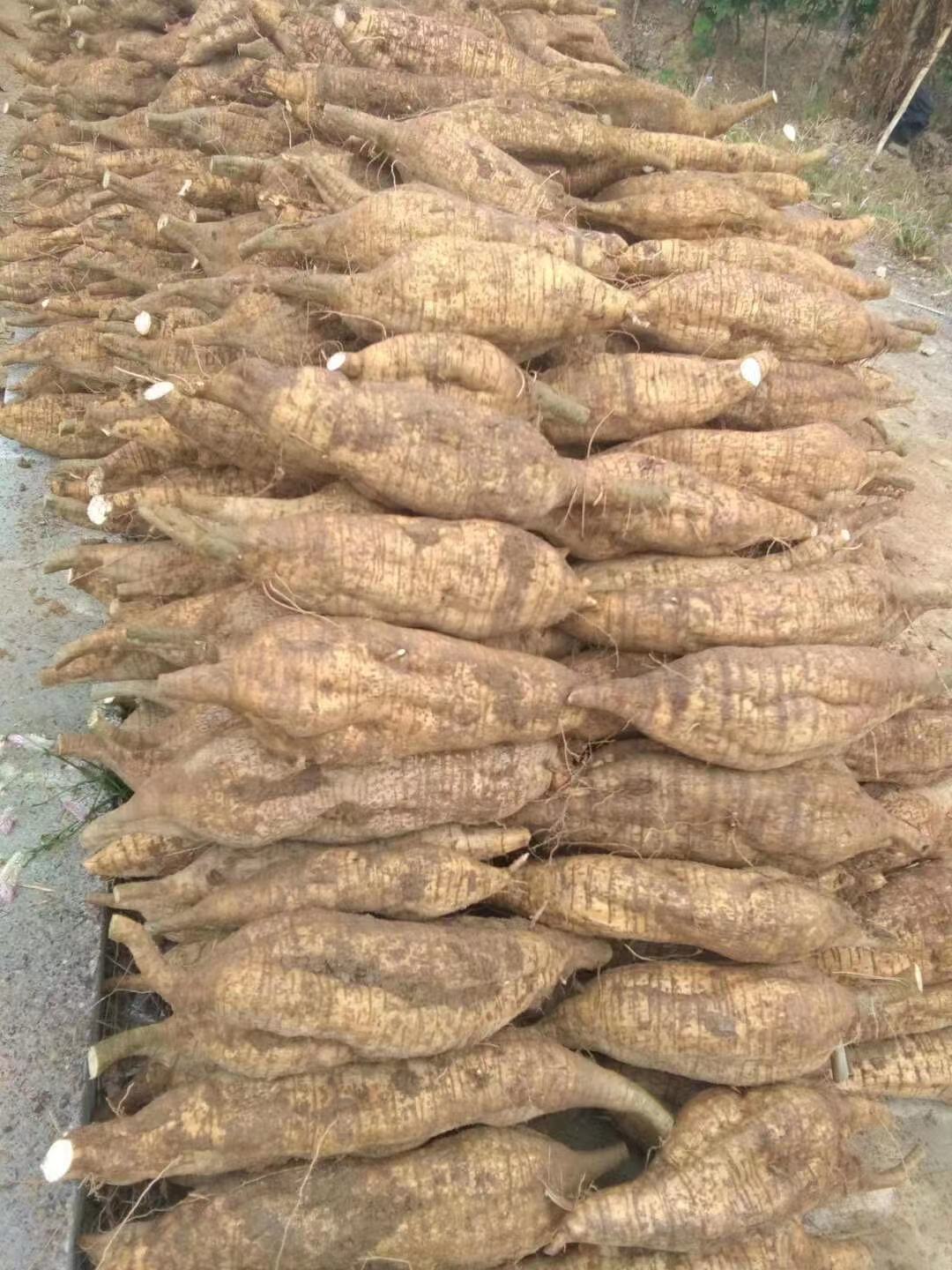 【精选s级】新鲜葛根广西特产藤县和平粉葛葛根葛薯现挖葛根煲汤佳品