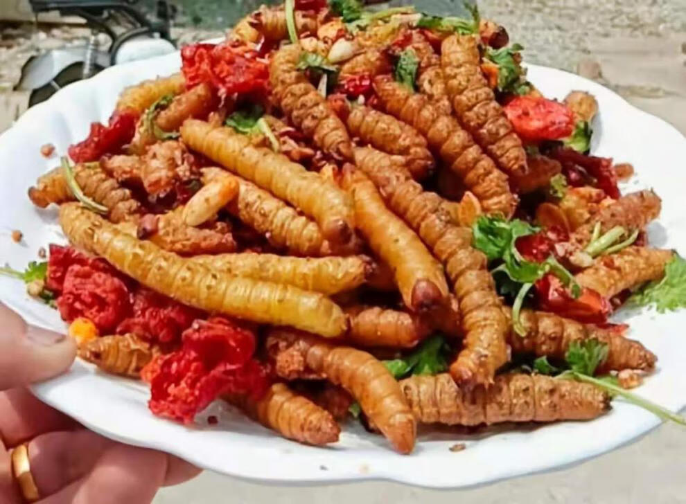 豆虫豆丹豆虫豆虫即食豆虫蛹豆虫活体活豆虫速冻山东豆虫二斤保温箱装