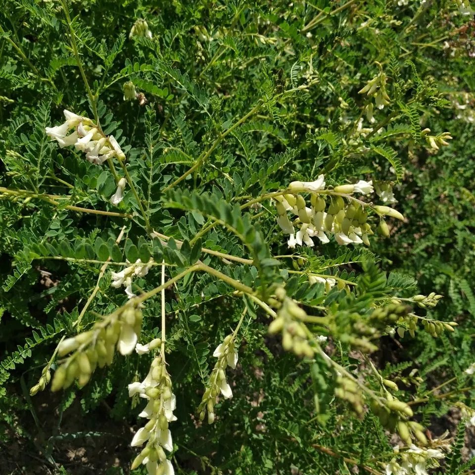 【京选】甘肃岷县原产地新鲜现挖鲜黄芪湿黄芪1件 500克【图片 价格