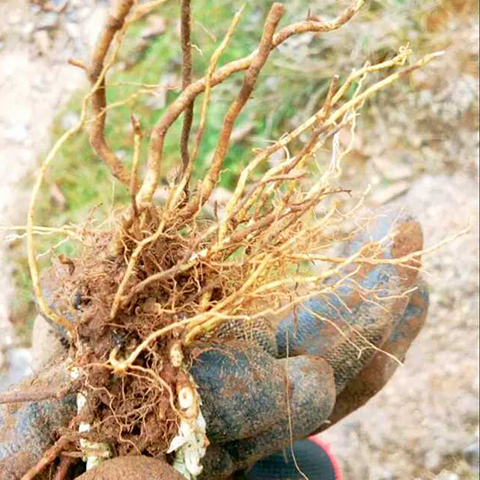 苦胆草 龙胆红花云南深山农家采挖干货200g 野生采挖龙胆草含根茎叶整