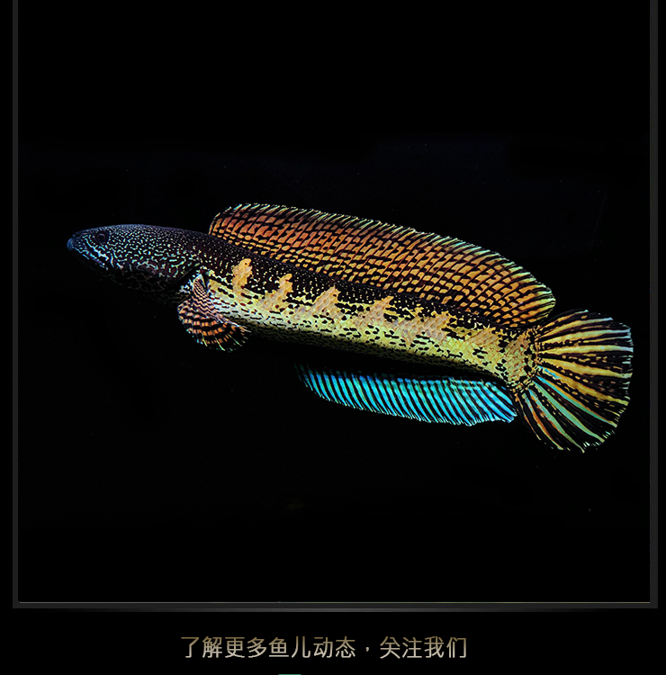 雷龍魚兇猛熱帶魚淡水魚苗觀賞魚大型雷龍 黃金雷龍【4-6cm】1條