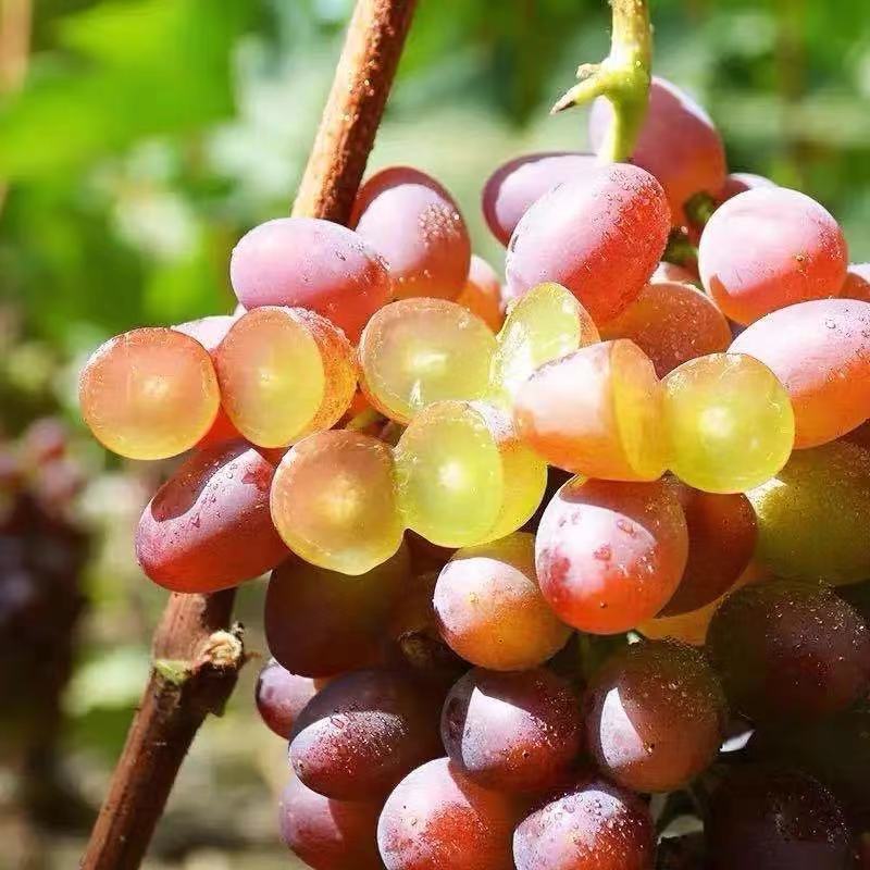 新鲜时令水果提子茉莉香葡萄东北特产无籽现摘现发 2斤(家庭装)