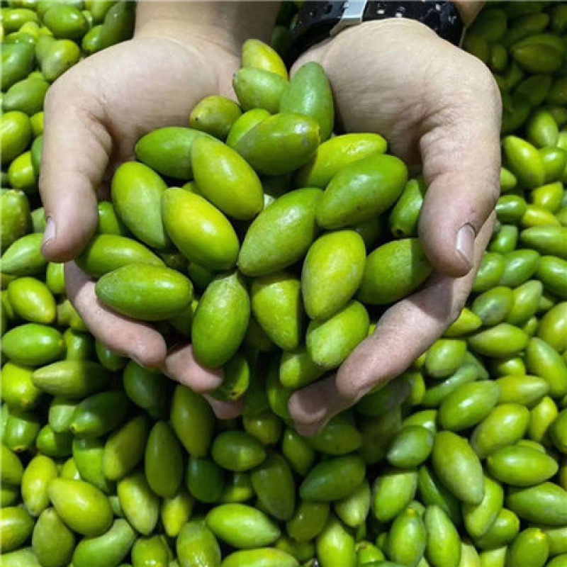 适用于香甜橄榄新鲜青橄榄果现摘现发生吃酥脆无渣金灶当季孕妇水果1