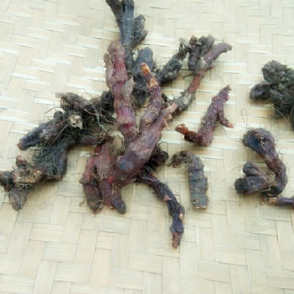 伟博贵州花蝴蝶根 中草药赤胫散新鲜花脸荞鸡脚拐枣七【嘉万滋补】