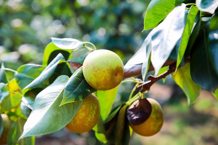 苏州树山翠冠梨现货树山梨翠冠梨树山脆冠梨丰水梨子新鲜8斤