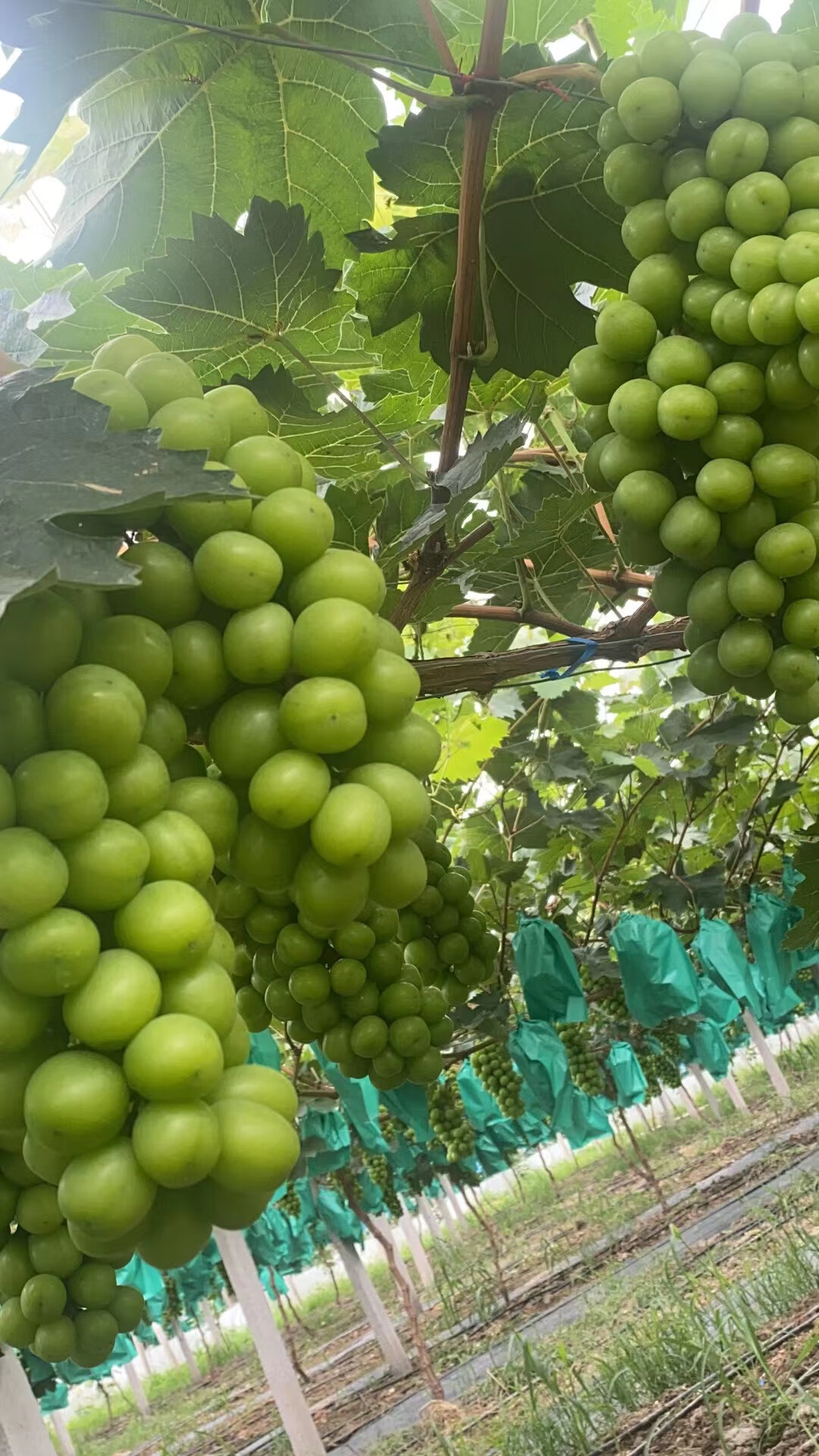 当天自采摘 阳光玫瑰无籽香印青提 新鲜特级晴王葡萄