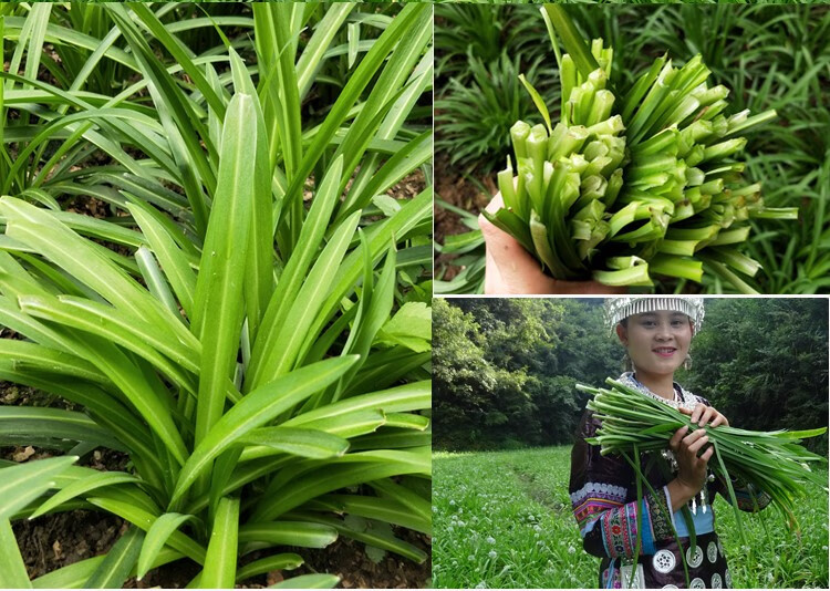 媚调韭菜叶子食用野生新鲜蔬菜宽叶韭菜叶大叶韭石苤菜观音菜一份1斤