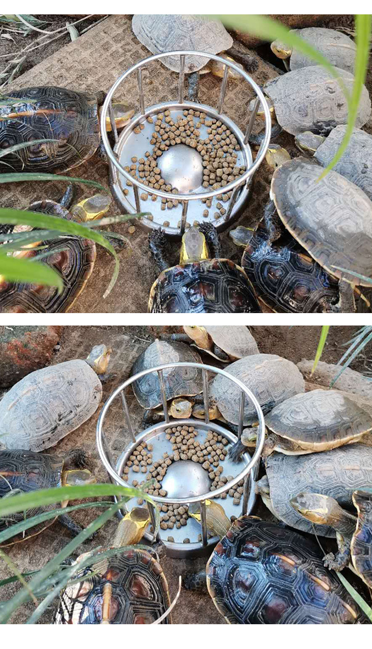 drontal 黄缘龟食盆乌龟喂食器安缘台缘陆龟投喂料食台爬宠半水龟盆-b