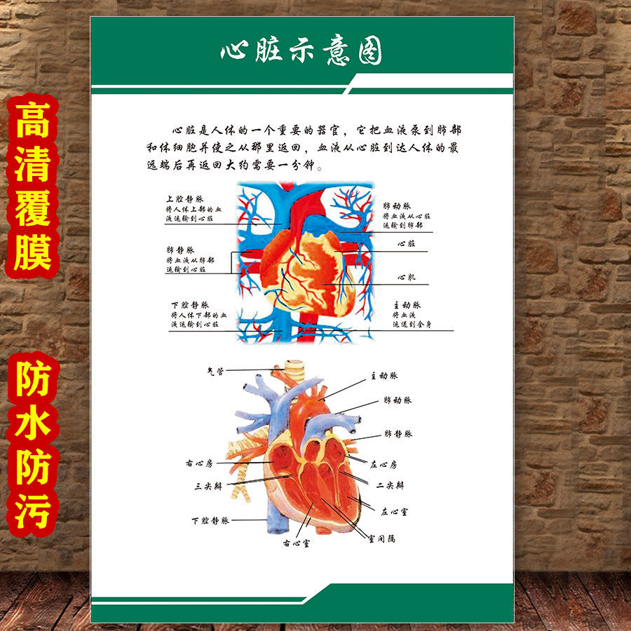 女性生殖图人体内脏解剖系统示意图医学宣传挂图人体结构海报梦倾城yt