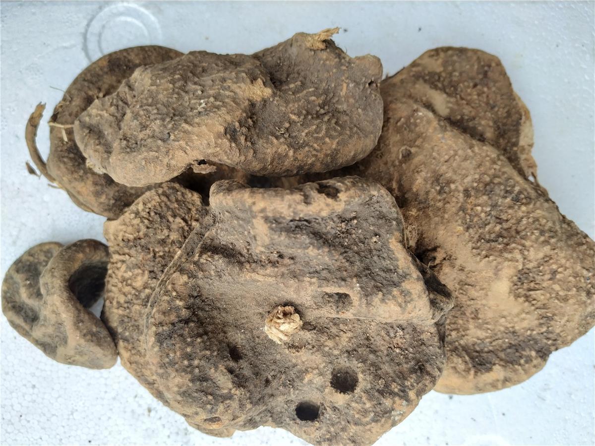 贵州蛇莲 雪胆曲莲罗锅底 金龟莲金腰莲苦金盆500克【嘉万滋补品】