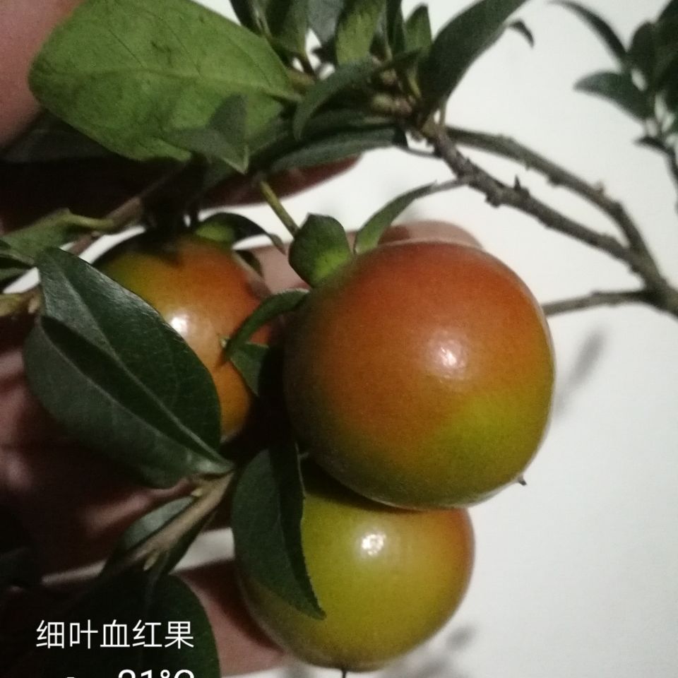 金彈子小品盆景盆栽掛果結果帶果成品帶盆 57號血紅果【圖片 價格