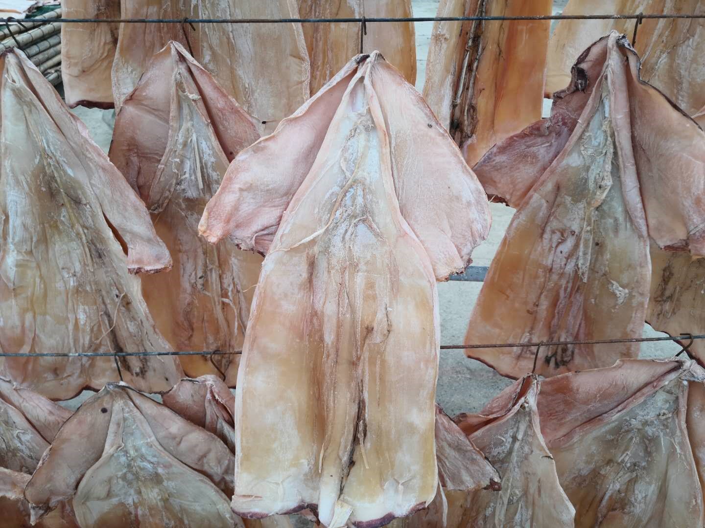 特大肉厚微咸无头鱿鱼板 鱿鱼干 餐饮泡发炒菜煲汤海鲜特产 无头大板2