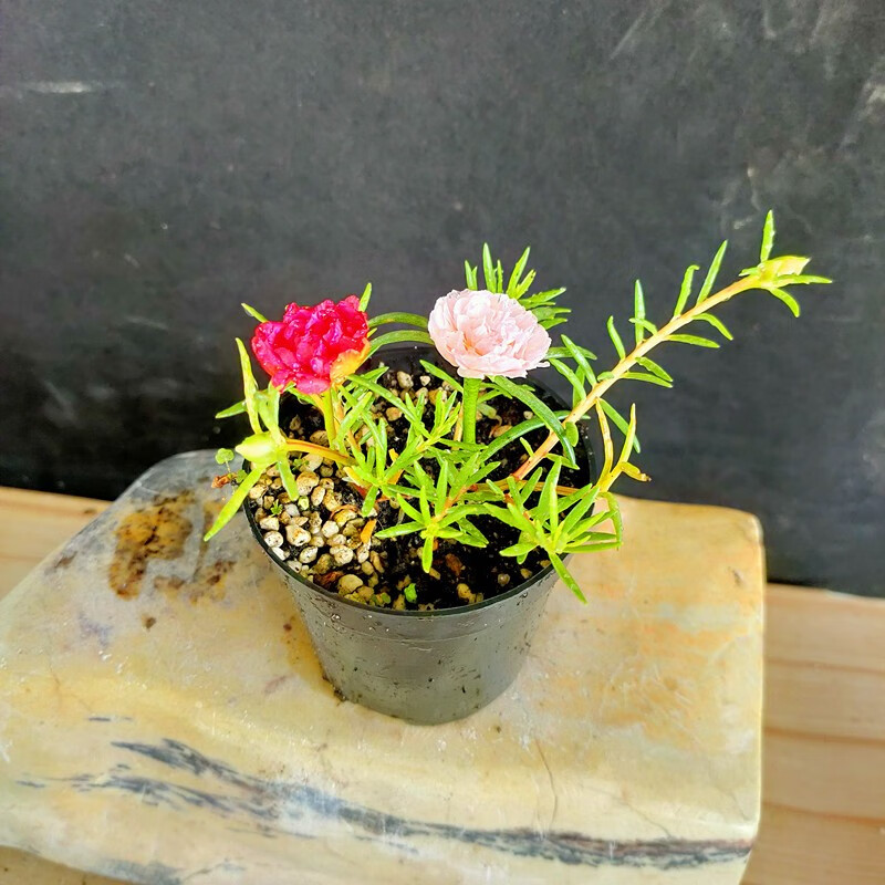 重瓣不死太阳花盆栽花苗多色漂亮铜锤玉带草超微姬月季花观音座蕨1盆