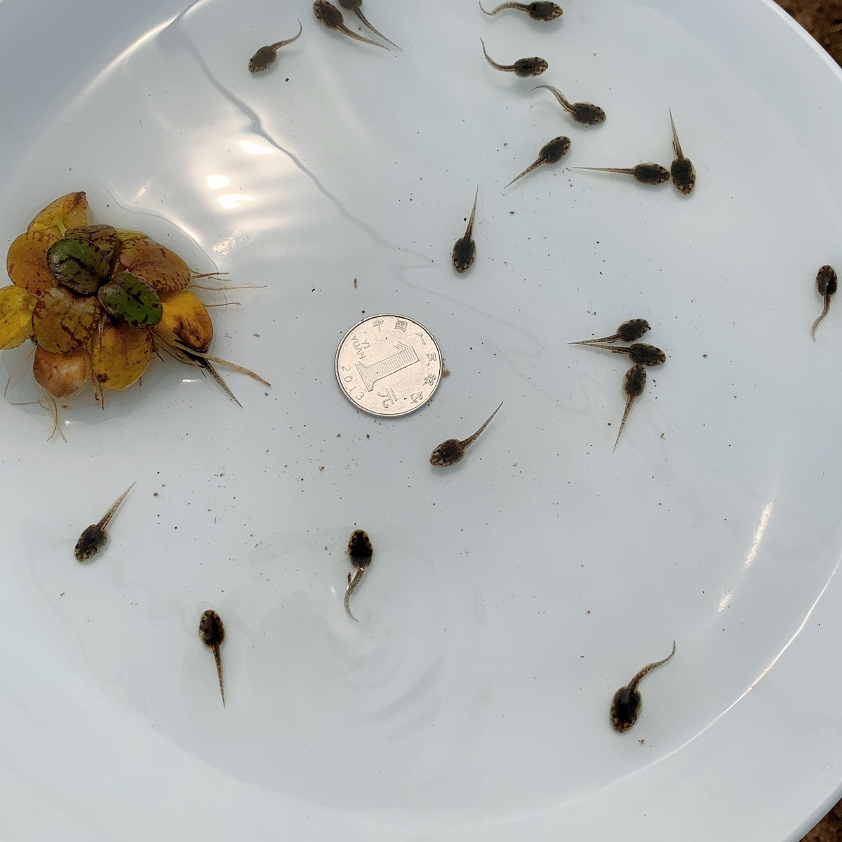 伟博宠物蝌蚪 活体青蛙苗 小蝌蚪找妈妈 水族观赏宠物 小蝌蚪活体