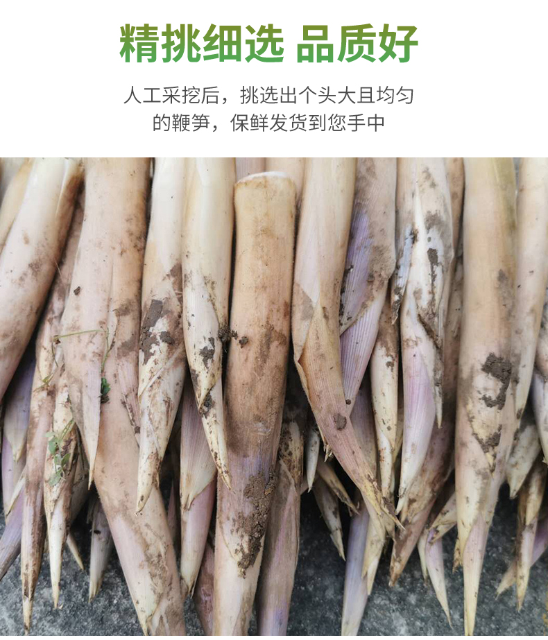 浙江新鲜竹笋马鞭笋 边笋小竹笋时令蔬菜嫩笋夏甜笋农家菜绿色蔬菜 1.