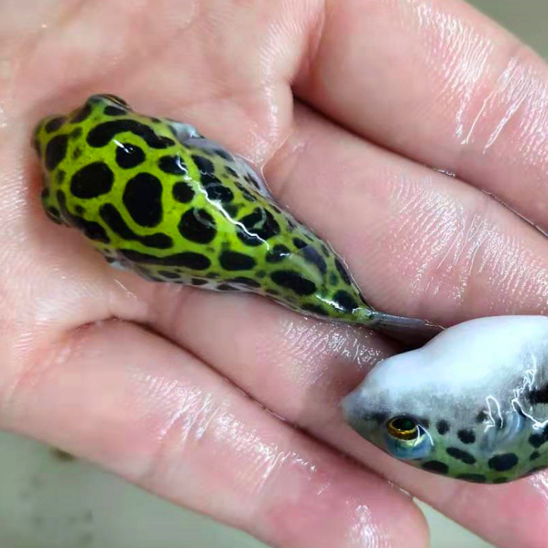 楠苑秋颖潜水艇淡水小斑马狗头鱼巧克力娃娃凶猛气泡鱼会生气的除螺鱼