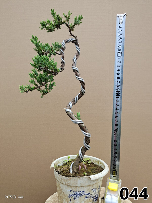 园艺多款造型悬崖式文人树盆景地柏盆景微型盆景盆栽室内外养殖宝蓝色