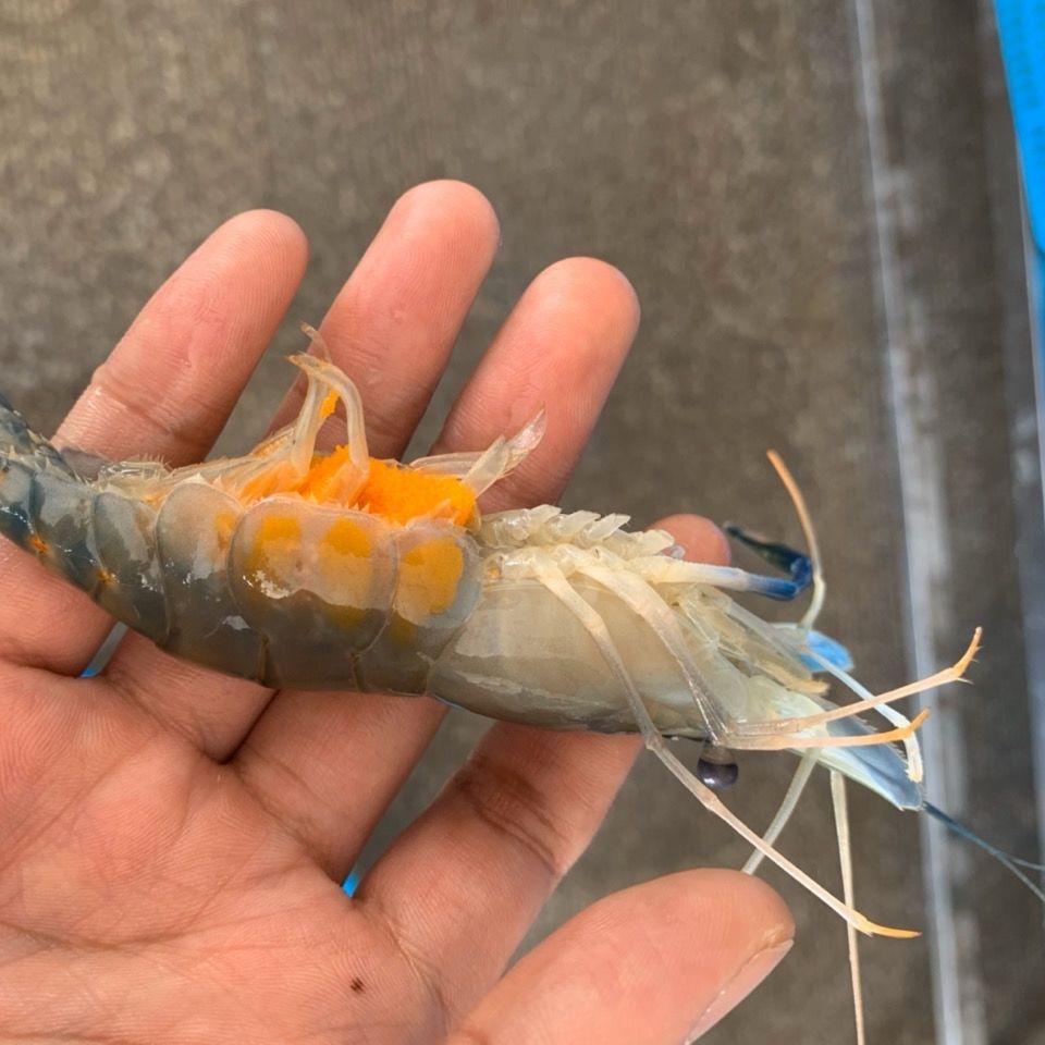 【淡水虾】罗氏沼虾大青虾泰国大青虾马拉西亚大虾罗氏虾淡水虾 大号