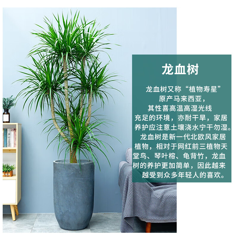 多瑙梦大型分叉造型龙血树盆栽室内办公室北欧简约网红植物四季常青