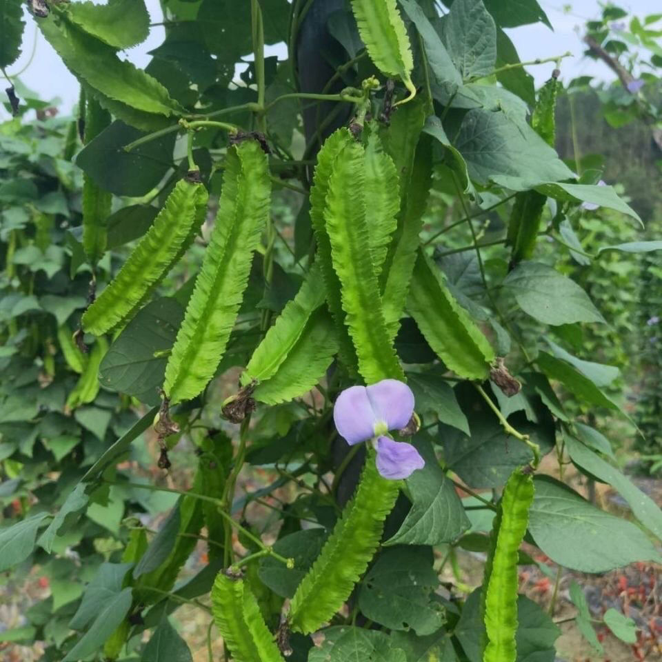 海南蔬菜品种大全图片图片