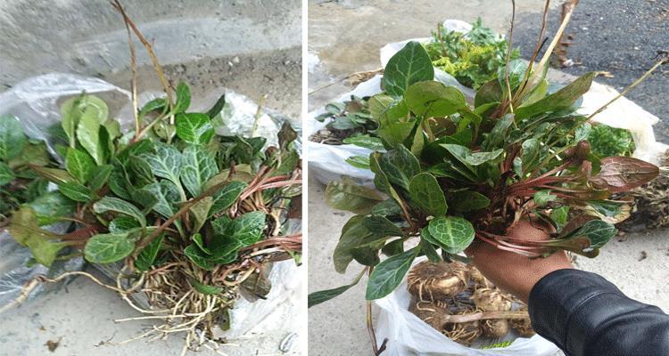 伟博贵州中草药材纯鹿衔草 鹿晗草 鹿含草250g 纸背金牛草