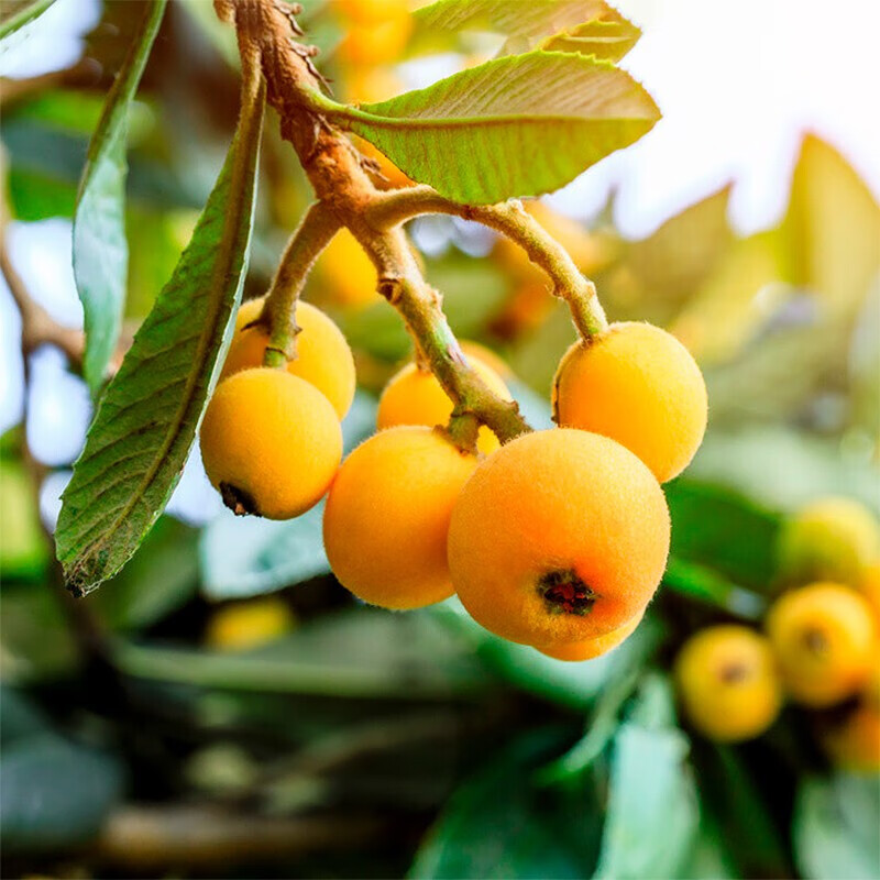 东山白玉枇杷5斤礼盒装稀缺美味单果25起新生鲜水果厂家直发健康轻食