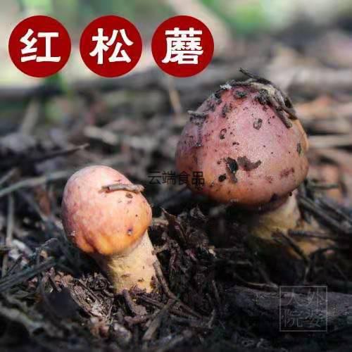 东北野松树伞蘑菇红肉蘑菇红松蘑松菇土特产山货丹东干货香菇500松树