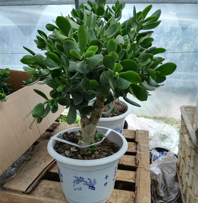 大叶玉树盆栽室内绿植办公室花卉多肉植物燕子掌金枝玉叶玉树3年苗不