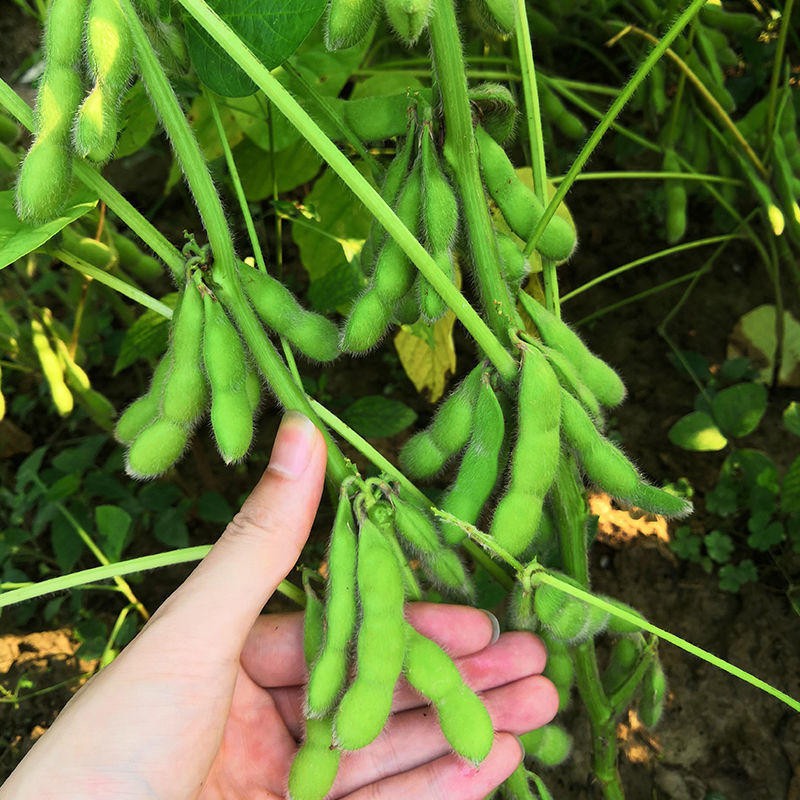 北蔬高產黃豆種子大豆毛豆種子100g50g有機肥