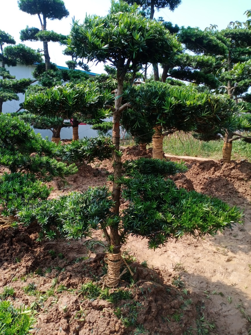 罗汉松造型树工程绿化别墅庭院地栽盆景大型迎客松苗四季常青绿植 2米
